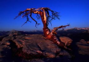 Sierra Nevada. Il parco nazionale di Yosemite.De Agostini Picture Library / M. Bertinetti