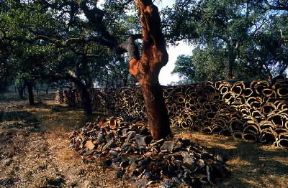 Sughero. Tronchi di querce da sughero.De Agostini Picture Library/S. Vannini