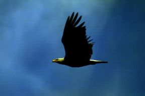 Volo di un'aquila dalla testa bianca (Haliaeetus leucocephalus).De Agostini Picture Library/G. Cappelli
