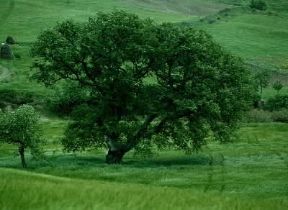 Quercia. Uno dei numerosi esemplari in Italia.De Agostini Picture Library/M. Pedone