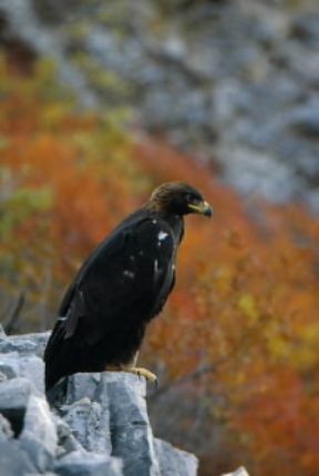 Aquila. Un esemplare di aquila reale (Aquila chrysaetos).De Agostini Picture Library/G. Cappelli