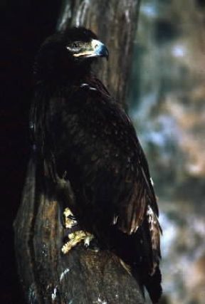 Becco di aquila minore.De Agostini Picture Library/A. Calegari