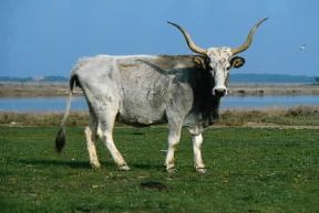 Bovini . Mucca maremmana.De Agostini Picture Library/G. Cappelli