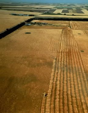 Cereale. Raccolta del frumento in un'azienda agricola del Nebraska (U.S.A.).De Agostini Picture Library/Pubbli Aer Foto