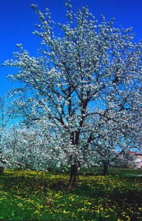 Ciliegio. Albero fiorito.De Agostini Picture Library/C. Soli