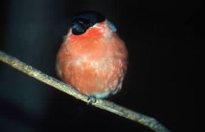 Ciuffolotto. Esemplare di Pyrrhula pyrrhula.De Agostini Picture Library/A. Calegari