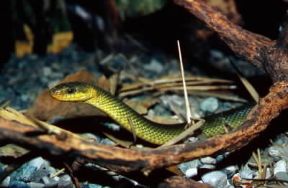 Colubro di Esculapio (Elaphe longissima).De Agostini Picture Library / C. Galasso