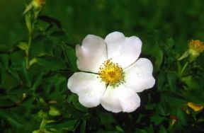 Corolla regolare di rosa canina.De Agostini Picture Library / A. De Gregorio