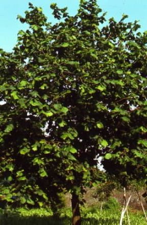 Corylus. Esemplare di Corylus avellana.De Agostini Picture Library / G. Negri