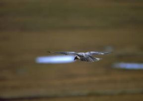 Girifalco in volo.De Agostini Picture Library / G. Cappelli