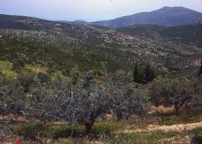 Grecia. Uliveti nel Peloponneso.De Agostini Picture Library / C. Rives