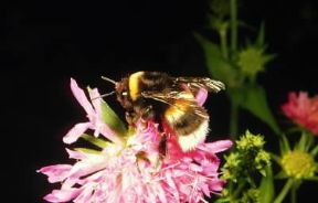 Insetti . Esemplare di Bombo terrestris appartenente all'ordine degli Imenotteri.De Agostini Picture Library/M. Giovanoli