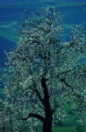 Mandorlo. Esemplare di Prunus communis.De Agostini Picture Library/A. Vergani