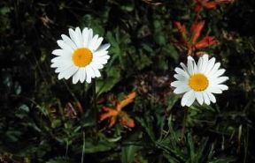 Margherita (Leucanthemun vulgare).De Agostini Picture Library/M. Giovanoli