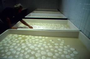 Mozzarella. Una fase della produzione della mozzarella in un caseificio di Aversa, nel Casertano.De Agostini Picture Library / A. Vergani