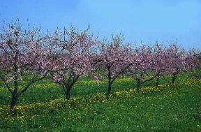 Pesco. Alberi di Prunus persica in fiore.De Agostini Picture Library/V. Cordioli