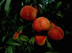 Pesco. Frutti sul ramo.De Agostini Picture Library/M. Pedone