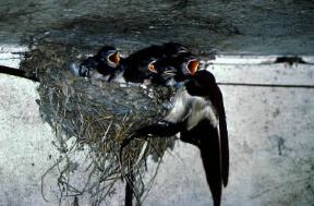 Rondine mentre nutre i piccoli.De Agostini Picture Library / V. Cordioli