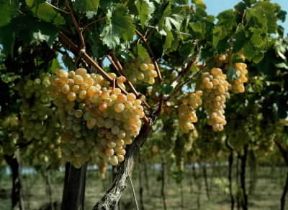 Vite. Grappoli di Vitis vinifera della varietÃ  regina.De Agostini Picture Library/M. Pedone