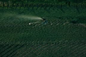Anticrittogamico. Irrorazione di anticrittogamici praticata con mezzi aerei.De Agostini Picture Library/A. Vergani