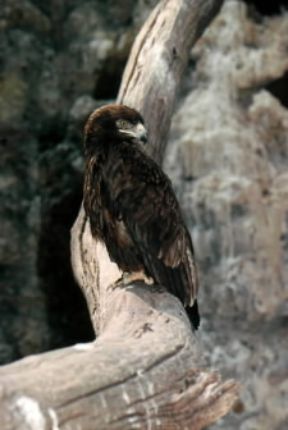 Aquila. Un esemplare di aquila minore (HieraÃ«tus pennatus).De Agostini Picture Library/A. Calegari