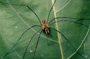 Aracnidi. Un esemplare di opilionide.De Agostini Picture Library/La Palude