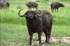 Bufalo (Syncerus caffer caffer).De Agostini Picture Library/F. Galardi