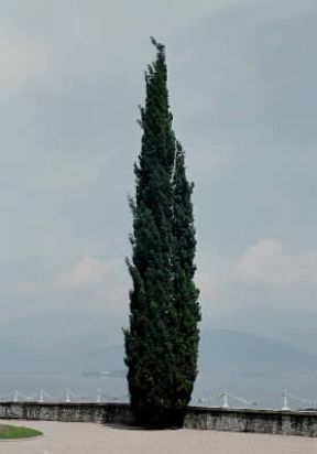 Cipresso. Esemplare di Cupressus sempervirens.De Agostini Picture Library/ 2 P