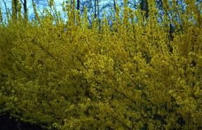 Forsizia (Forsythia intermedia).De Agostini Picture Library/E. Bertaggia