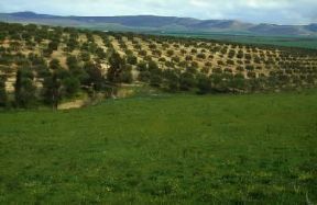 Tunisia. Veduta di uliveti a Teboursouk.De Agostini Picture Library/S. Prato