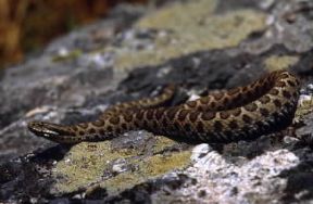 Vipera aspide (Vipera aspis). Il suo veleno Ã¨ talvolta mortale.De Agostini Picture Library/G. Roli
