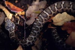 Vipera aspide (Vipera aspis). L'animale si nutre soprattutto di piccoli roditori, anfibi e lucertole.De Agostini Picture Library/G. Roli