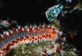 Anellidi. Hermodice carunculata.De Agostini Picture Library/P. Donnini