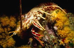 Aragosta. Un esemplare di aragosta (Palinurus vulgaris).De Agostini Picture Library/C. Rives