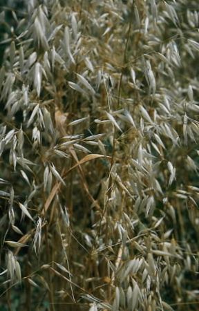 Avena. Pianta di avena sativa.De Agostini Picture Library/M. Pizzirani