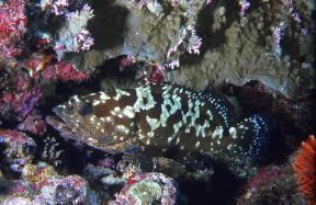 Cernia. Esemplare di Epinephelus guaza.De Agostini Picture Library/Duba