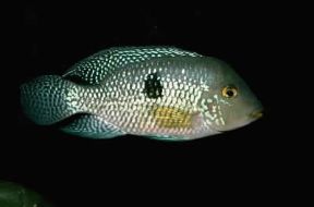 Ciclidi. Geophagus brasiliensis.De Agostini Picture Library/A. Calegari