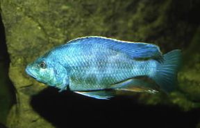 Ciclidi. Haplochromis borlevi.De Agostini Picture Library/A. Calegari