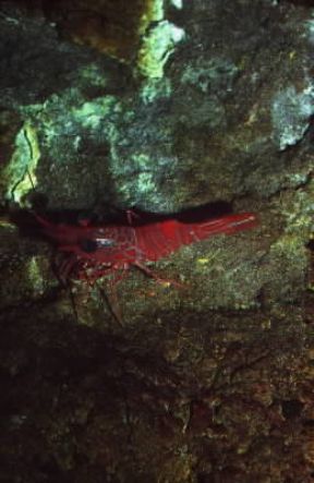Crostacei. Rhynchocinetes rigens.De Agostini Picture Library / C. Galasso