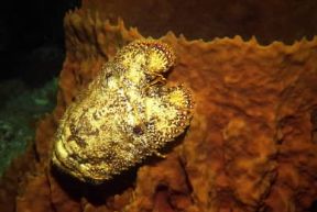 Crostacei. Cicala di mare.De Agostini Picture Library / C. Rives