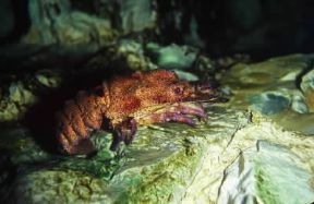 Crostacei. Esemplare di Scillaride latus.De Agostini Picture Library / A. Calegari