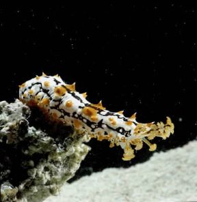 Echinodermi . Esemplare di oloturia tropicale.De Agostini Picture Library/Barletta