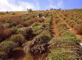 Liguria. Raccolta della lavanda a Pietrabruna, nel territorio di Imperia.De Agostini Picture Library/S. Prato