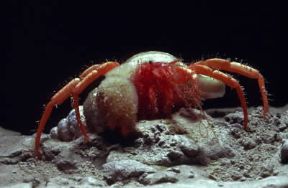 Paguro . Un esemplare della famiglia Paguridi.De Agostini Picture Library