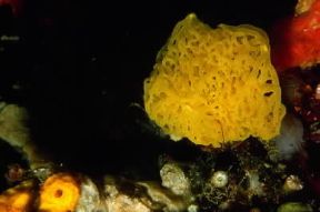 Poriferi. Clathrina clathrus, appartenente alla classe Calcaree.De Agostini Picture Library/P. Donnini