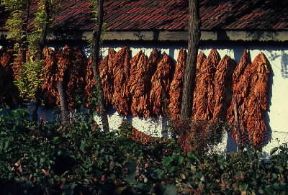 Romania. Essiccazione del tabacco.De Agostini Picture Library /C. Sappa