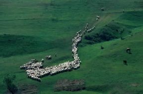 Romania. Gregge al pascolo nei pressi di Cluj.De Agostini Picture Library / C. Sappa