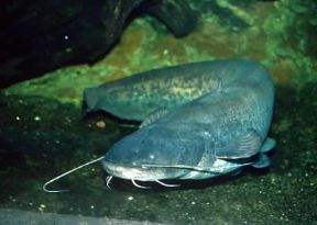 Siluro . Esemplare di Silurus glanis.De Agostini Picture Library/A. Calegari