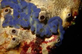 Spugna . Esemplare di spugna azzurra.De Agostini Picture Library/P. Donnini