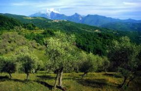 Toscana. Oliveto in Lunigiana (Massa-Carrara).De Agostini Picture Library/S. Vannini